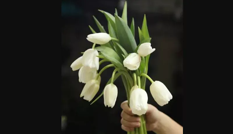 Hoa tulip trắng phù hợp tặng trong những dịp nào?
