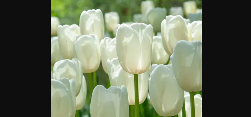 Cách chọn hoa tulip trắng tươi lâu