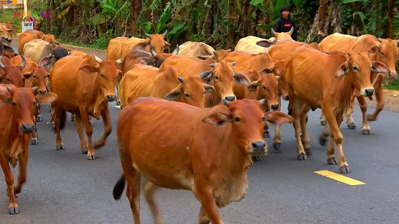 Nên làm gì sau khi mơ thấy con bò vàng?