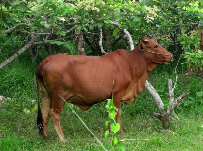Mơ thấy con bò vàng có ý nghĩa gì?